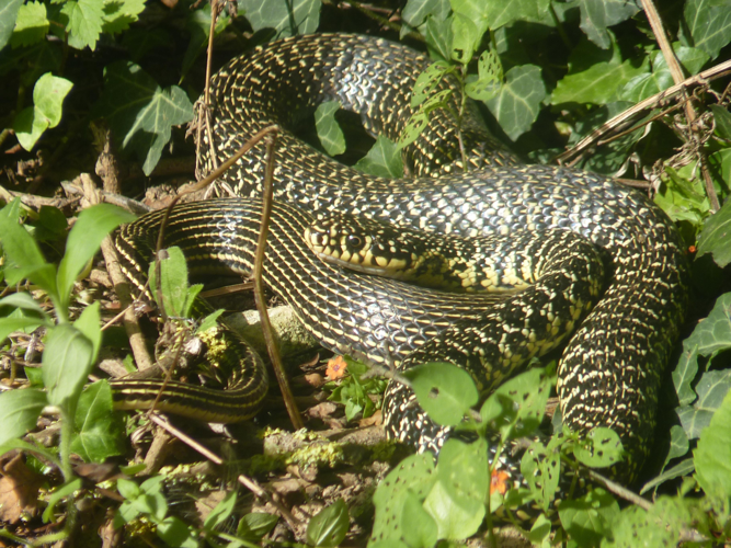 Coluber viridiflavus &copy; PLATEAUX Odile