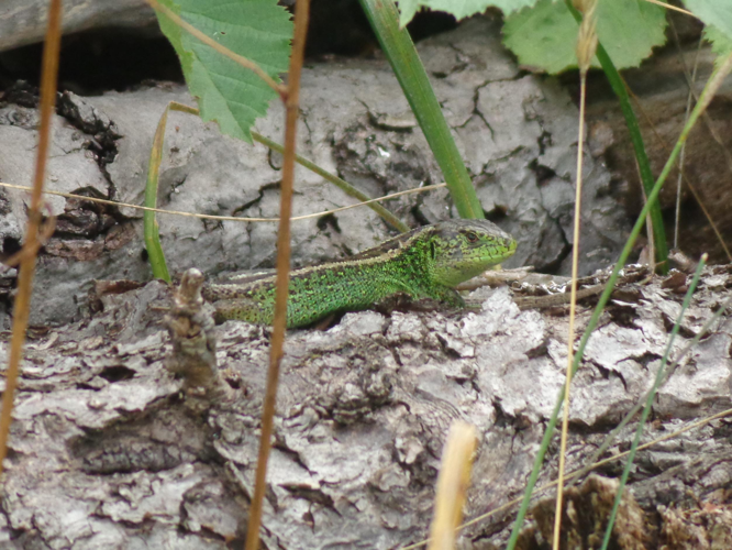 Lacerta agilis &copy; ROUAIRE Emmanuel