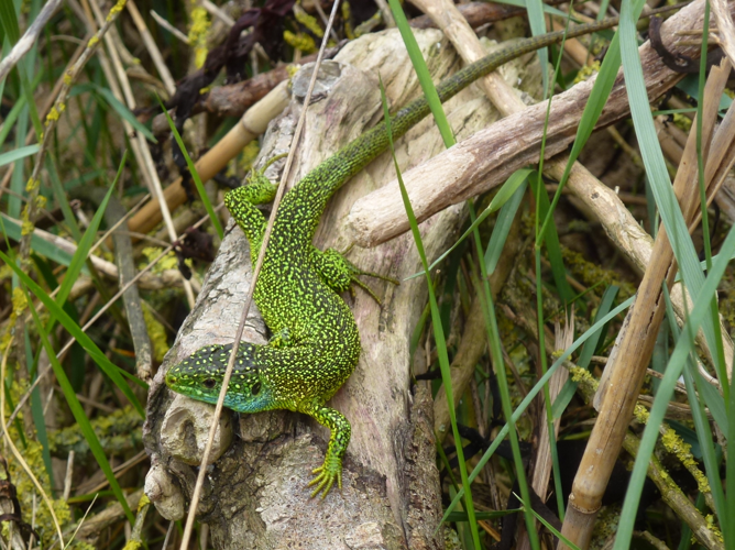 Lacerta viridis &copy; MAILLIER Sébastien