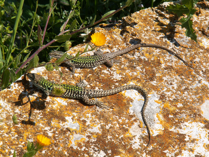 Podarcis sicula &copy; BRIGNON Jean-Marie