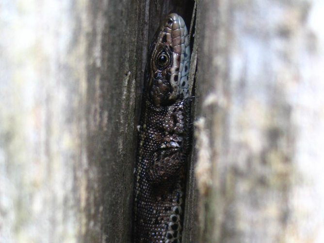 Zootoca vivipara &copy; TOP Damien