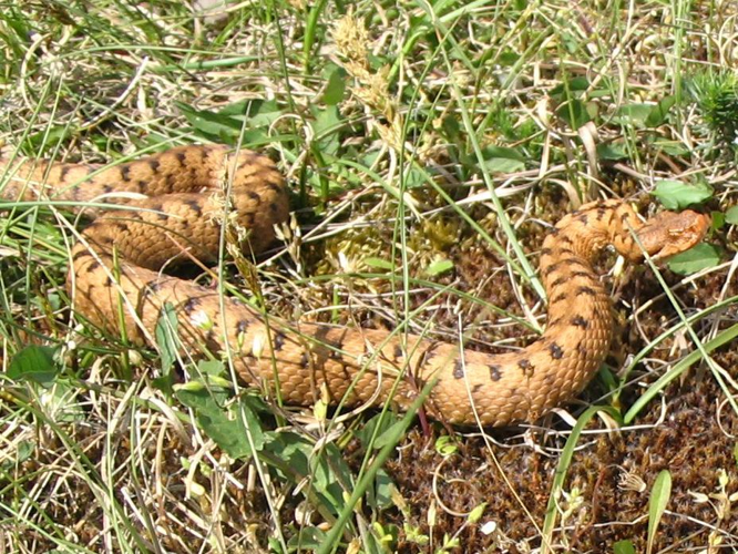 Vipera aspis &copy; TOP Damien