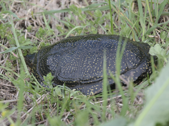 Emys orbicularis &copy; TOP Damien