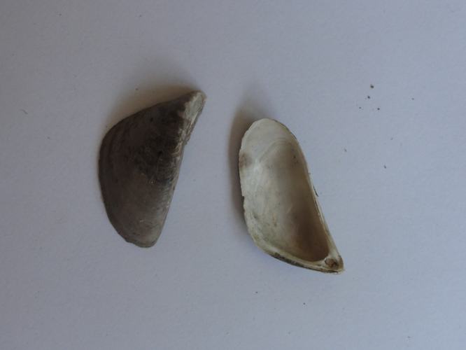 Dreissena polymorpha &copy; JOURDE Rémi