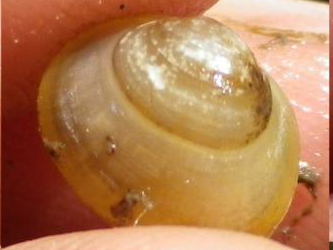 Sphaerium corneum &copy; HALLART Guénael