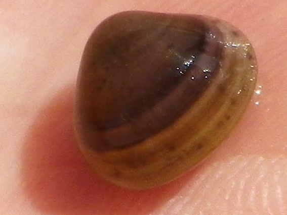 Sphaerium nucleus © HALLART Guénael