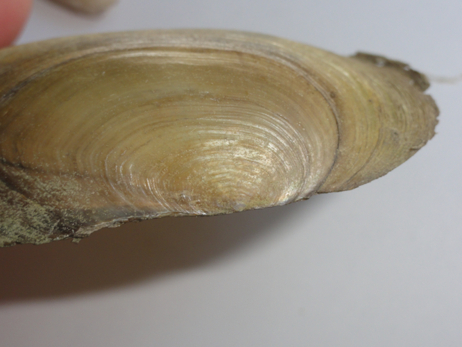 Anodonta cygnea &copy; JOURDE Rémi