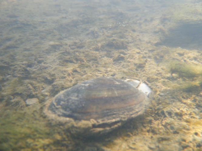 Unio crassus &copy; HALLART Guénael