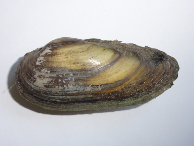 Unio pictorum &copy; JOURDE Rémi