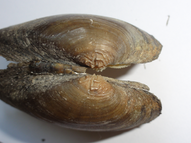 Unio tumidus &copy; JOURDE Rémi