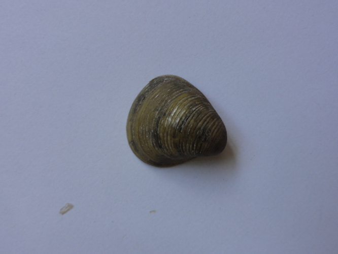 Corbicula fluminalis &copy; JOURDE Rémi
