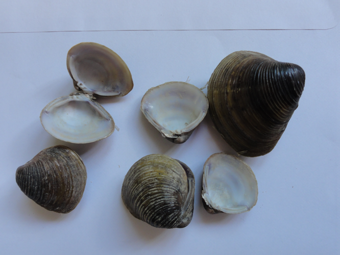 Corbicula fluminea &copy; JOURDE Rémi