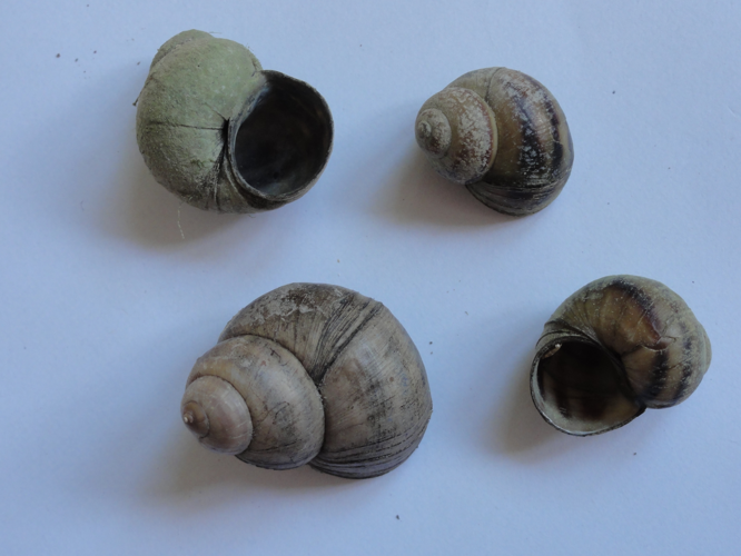 Viviparus viviparus viviparus &copy; JOURDE Rémi