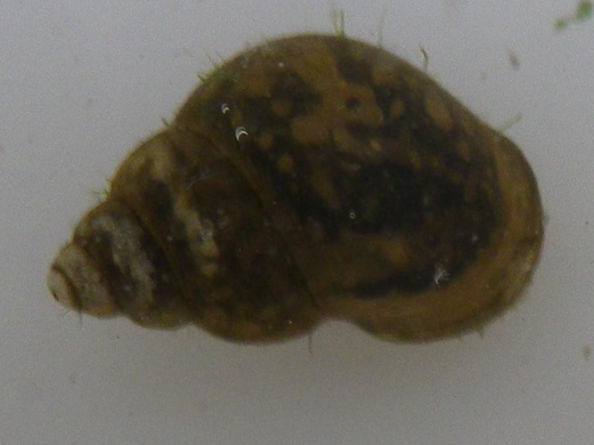 Bithynia tentaculata &copy; HALLART Guénael