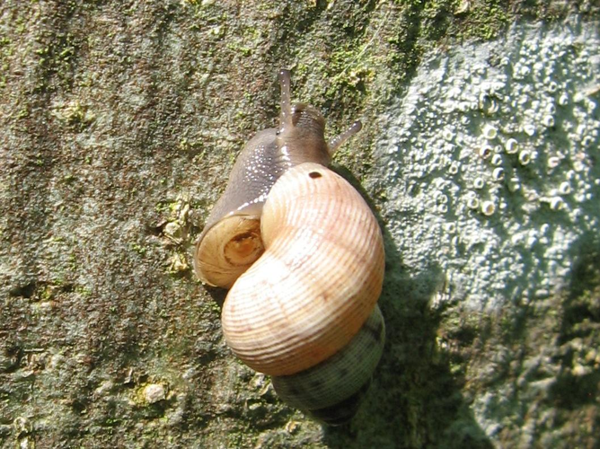 Pomatias elegans &copy; LETHEVE Xavier