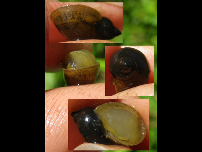 Radix balthica &copy; HALLART Guénael