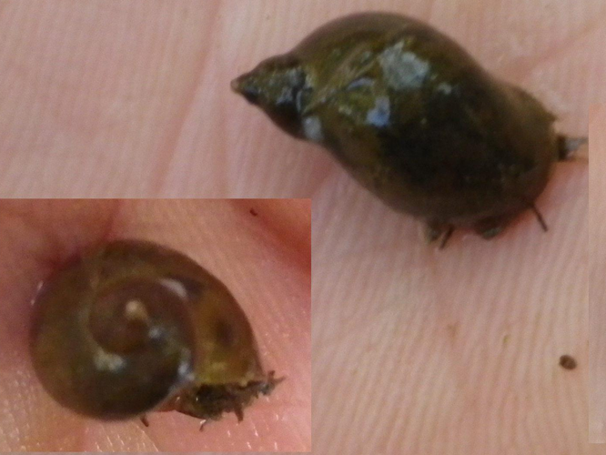 Radix labiata &copy; HALLART Guénael