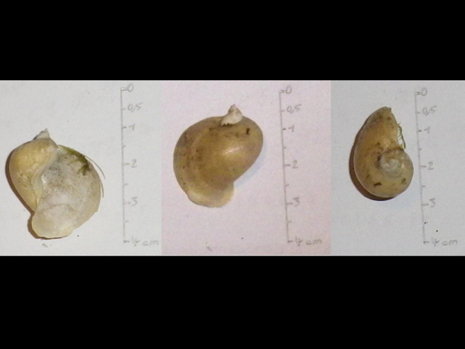 Radix auricularia &copy; HALLART Guénael