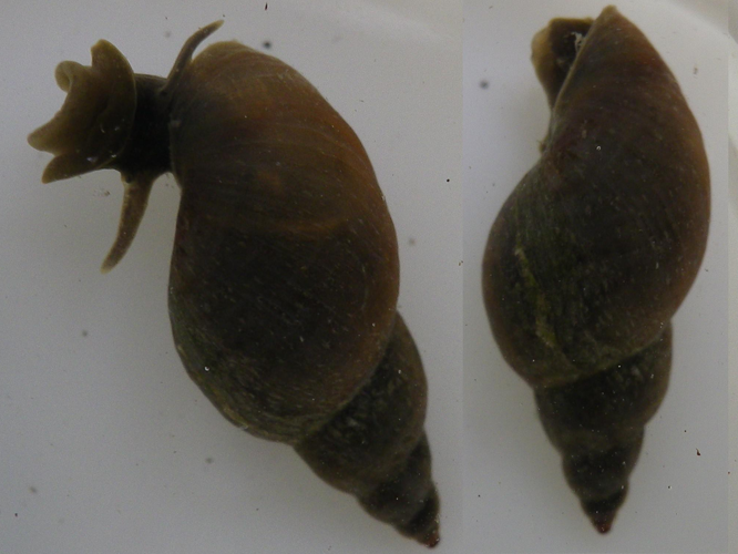 Stagnicola fuscus &copy; HALLART Guénael