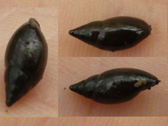 Aplexa hypnorum &copy; HALLART Guénael