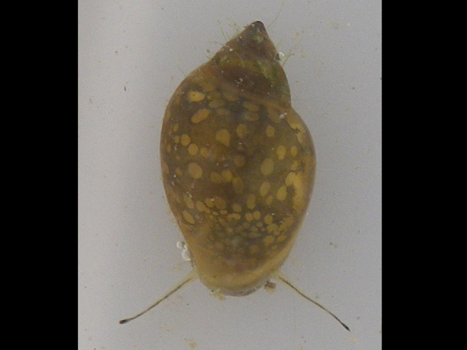 Physella acuta &copy; HALLART Guénael