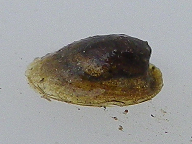 Ancylus fluviatilis &copy; HALLART Guénael