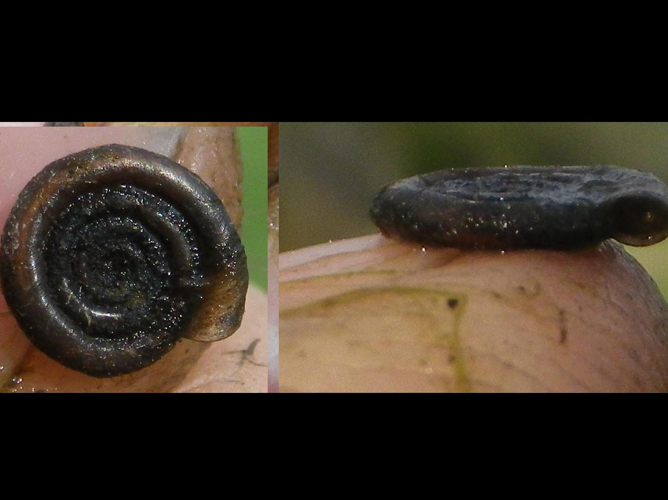 Anisus leucostoma &copy; HALLART Guénael