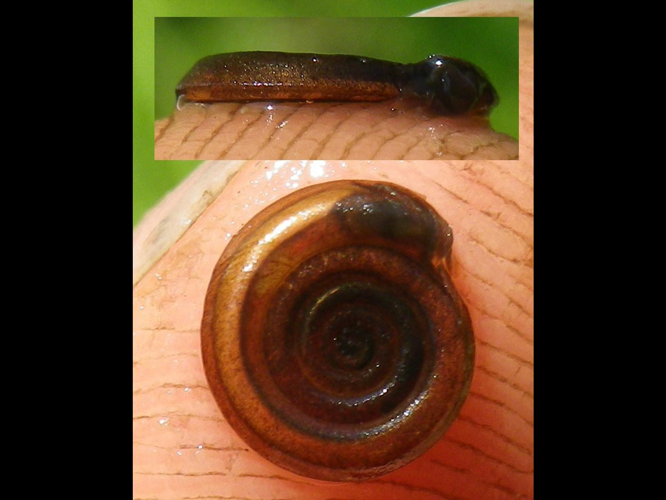 Anisus vortex &copy; HALLART Guénael