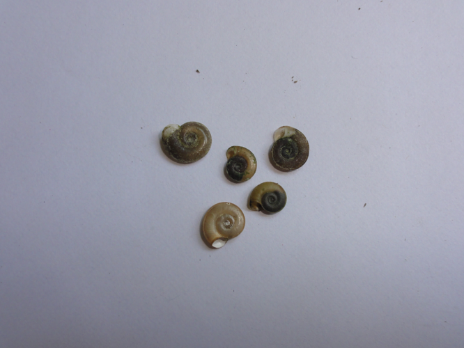 Planorbis carinatus &copy; JOURDE Rémi