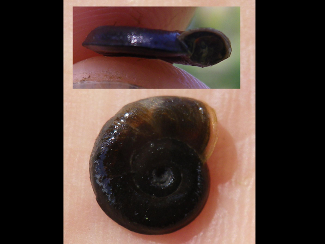 Planorbis planorbis &copy; HALLART Guénael