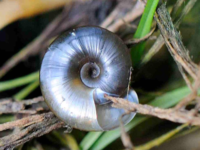 Hippeutis complanatus &copy; MATHOT William