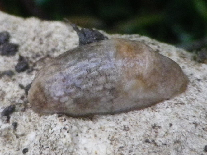 Deroceras reticulatum &copy; HALLART Guénael