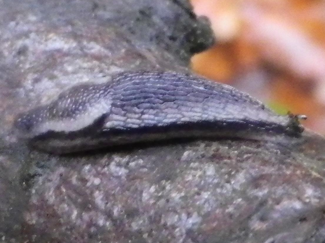 Arion distinctus &copy; HALLART Guénael