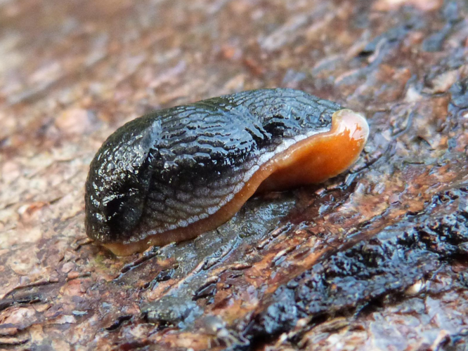 Arion hortensis &copy; HALLART Guénael