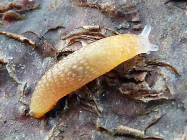 Arion intermedius &copy; HALLART Guénael