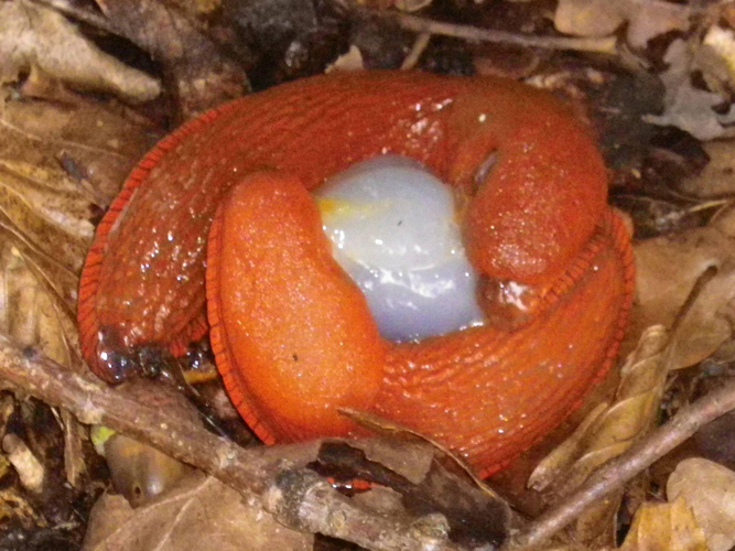 Arion rufus &copy; HALLART Guénael