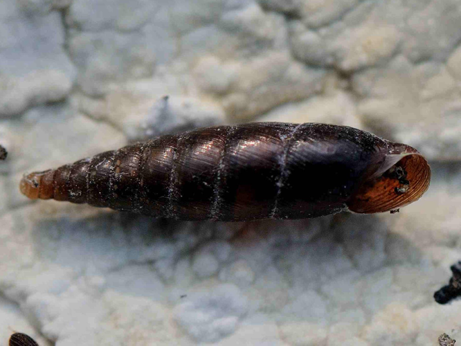 Cochlodina laminata &copy; MATHOT William