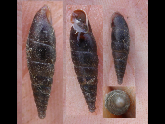 Cochlodina laminata laminata &copy; HALLART Guénael