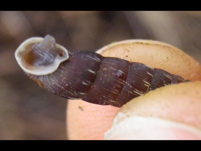 Balea biplicata biplicata &copy; HALLART Guénael