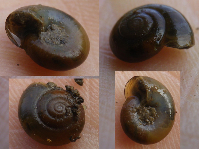 Aegopinella nitidula &copy; HALLART Guénael