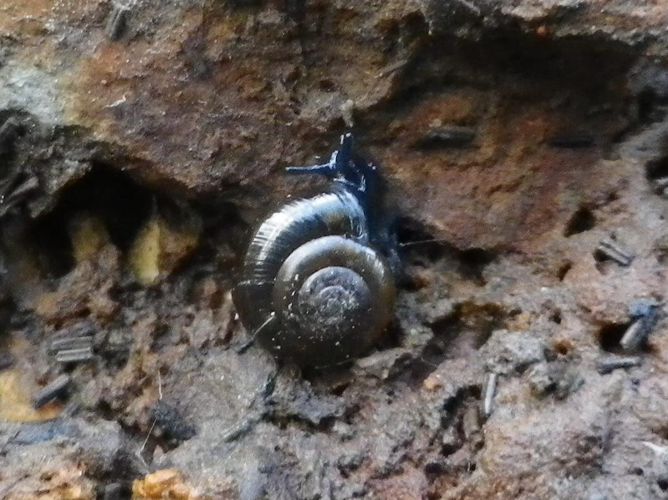 Zonitoides nitidus &copy; HALLART Guénael