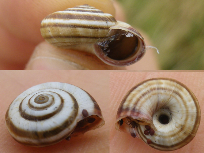 Cernuella neglecta &copy; HALLART Guénael