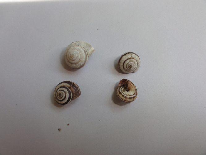 Cernuella virgata &copy; JOURDE Rémi