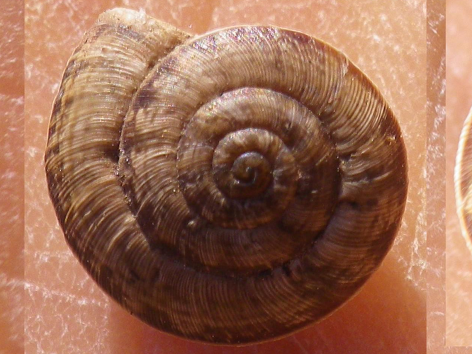 Candidula intersecta &copy; HALLART Guénael