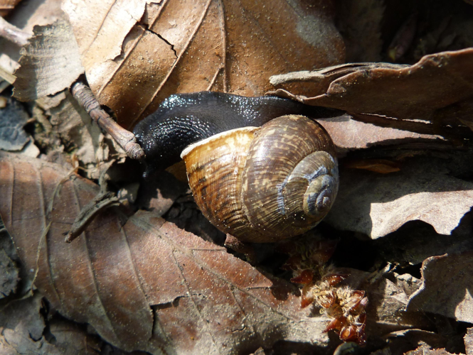 Arianta arbustorum arbustorum &copy; HALLART Guénael