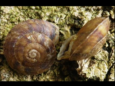 Helicigona lapicida © HALLART Guénael