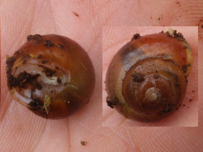 Cepaea hortensis &copy; HALLART Guénael