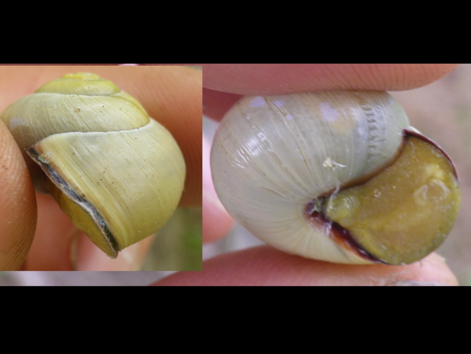 Cepaea nemoralis &copy; HALLART Guénael