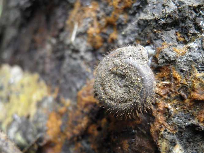 Helicodonta obvoluta obvoluta &copy; HALLART Guénael