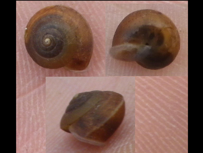 Hygromia cinctella &copy; HALLART Guénael